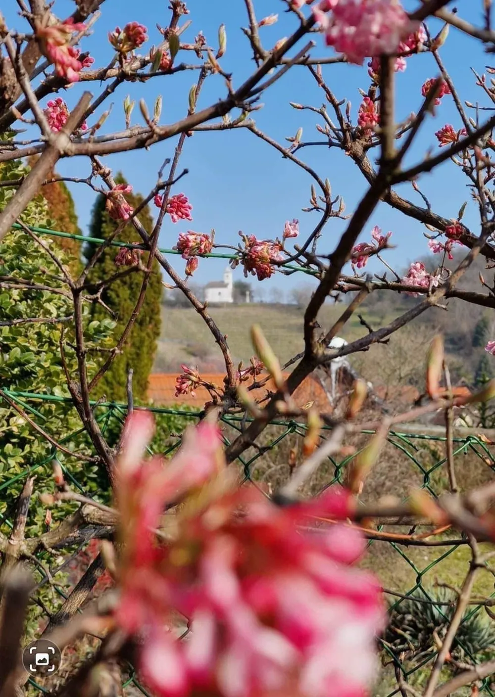 Piros virág, háttérben a kápolna